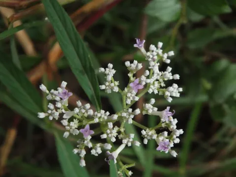Knoxia