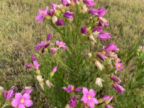 Orphium