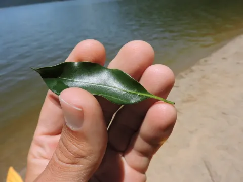 Ocotea catharinensis