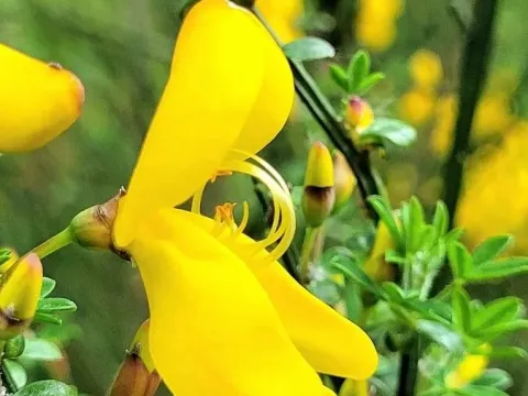 Cytisus patens