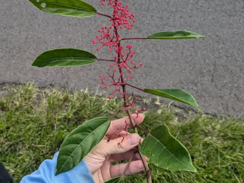 Cissus nodosa