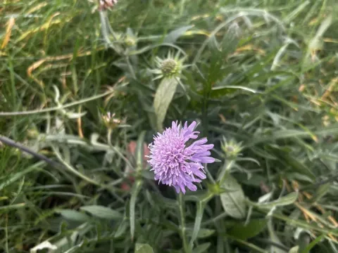 Knautia