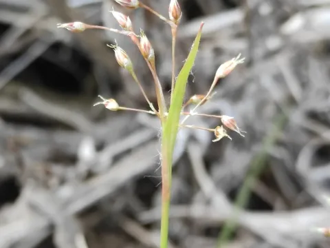 Luzula rufescens