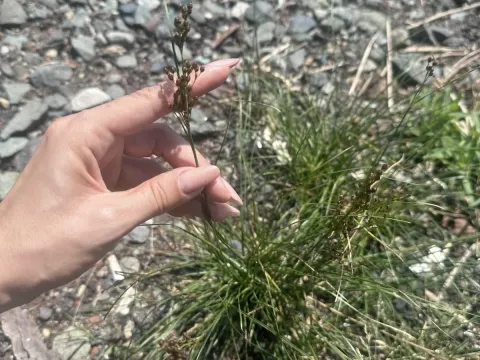 Juncus gracillimus
