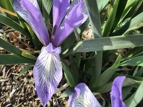 Iris lactea