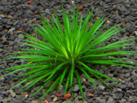 Eriocaulon oryzetorum