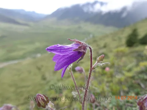 Pale bellflower