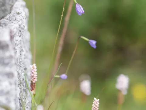 Awned bellflower