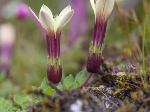 Cyananthus macrocalyx