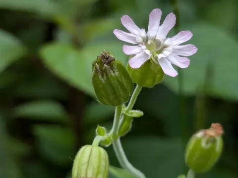 Indian catchfly