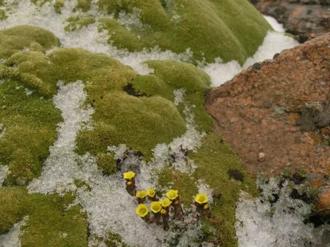 Thylacospermum