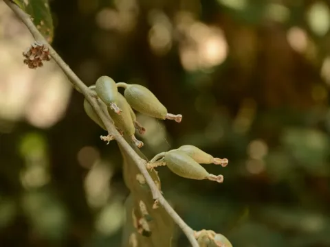 Cherry elaeagnus