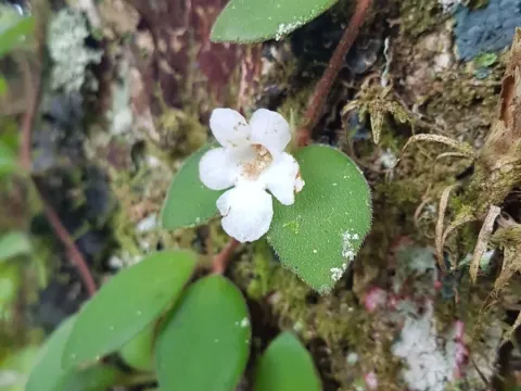 Codonanthe devosiana