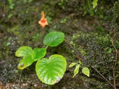Didymocarpus