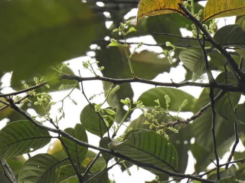Prunus polystachya