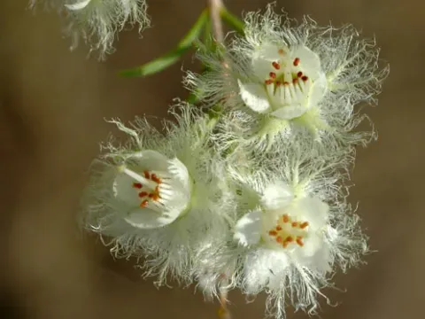 Verticordia cunninghamii