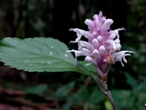 Achyrospermum
