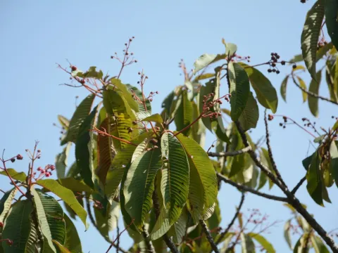 Saurauia