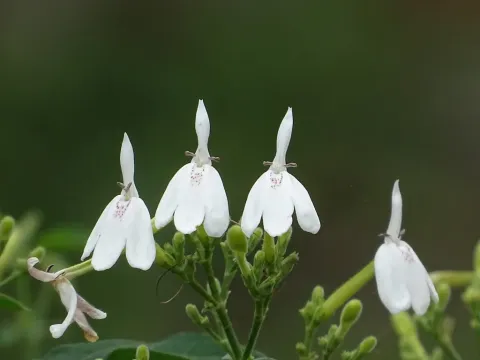 Rhinacanthus
