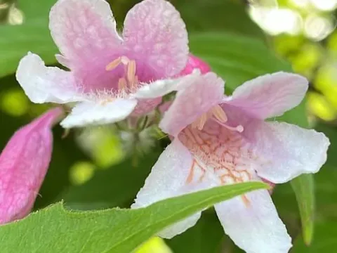 Kolkwitzia
