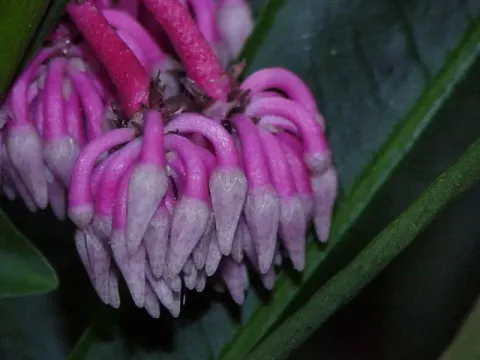 Hymenandra