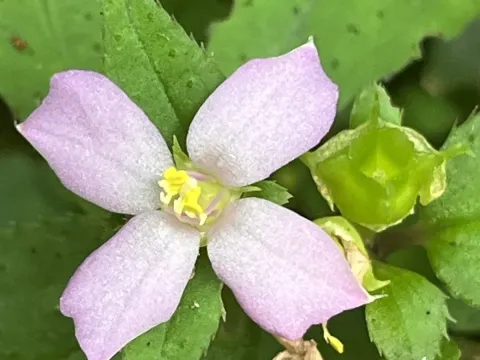 Sarcopyramis