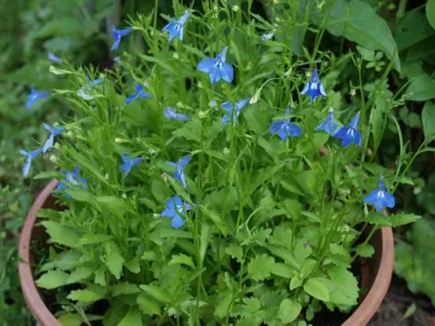 Lobelia erectiuscula