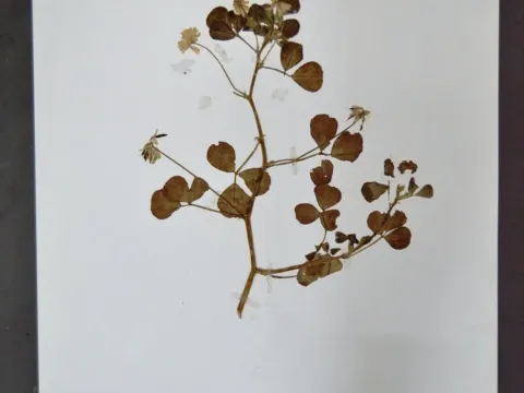 Himalayan fenugreek