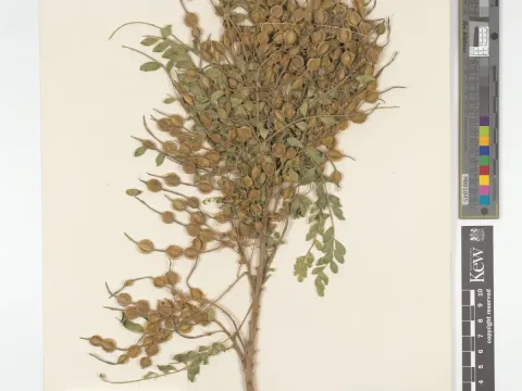 Sophora mollis
