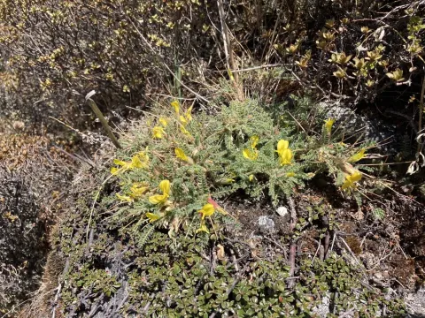 Astragalus rhizanthus