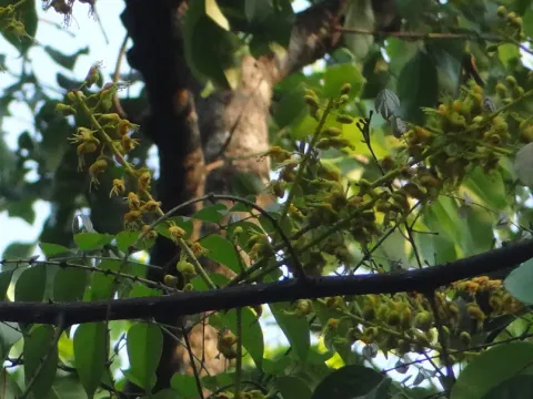 Caesalpinia cucullata