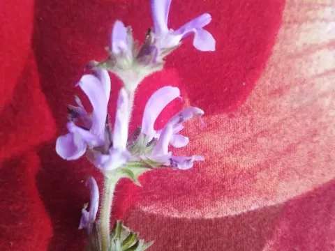 Salvia mukerjeei