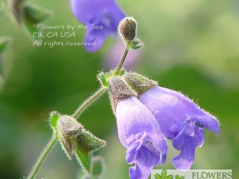 Salvia hians