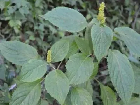 Elsholtzia flava