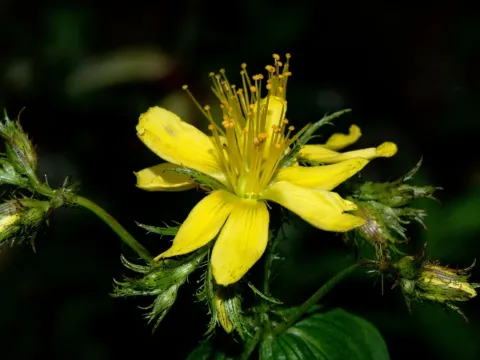Hypericum elodeoides