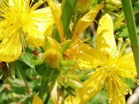 Himalayan St. John's wort