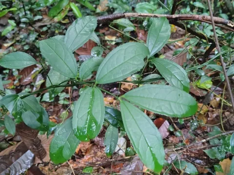 Myxopyrum