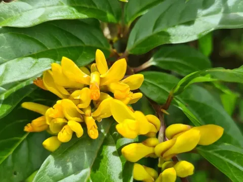 Polygala arillata