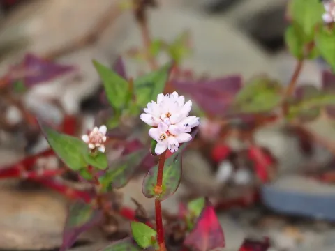 Persicaria runcinata