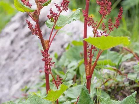 Rheum acuminatum