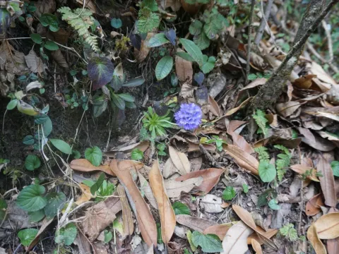 Primula glomerata