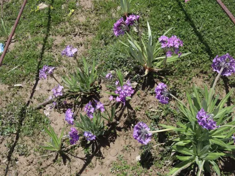 Primula macrophylla