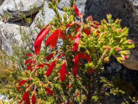 Erica haematosiphon