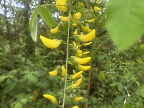 Laburnum
