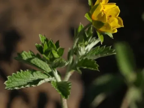 Potentilla argyrophylla
