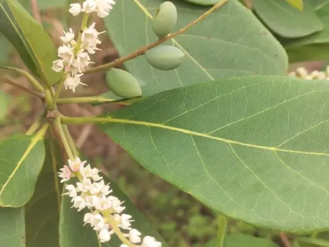 Terminalia muelleri