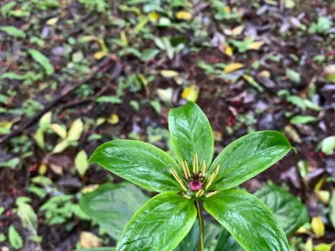 Paris polyphylla