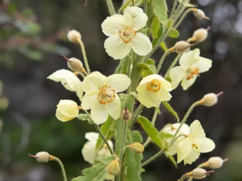 Meconopsis paniculata