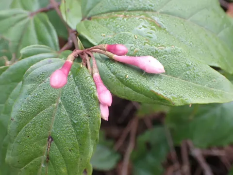 Pink Jasmine