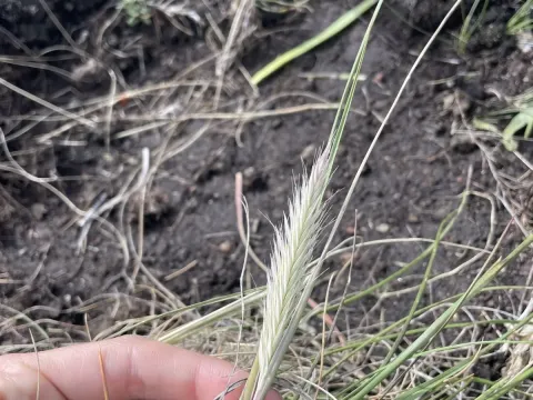 Tenaxia